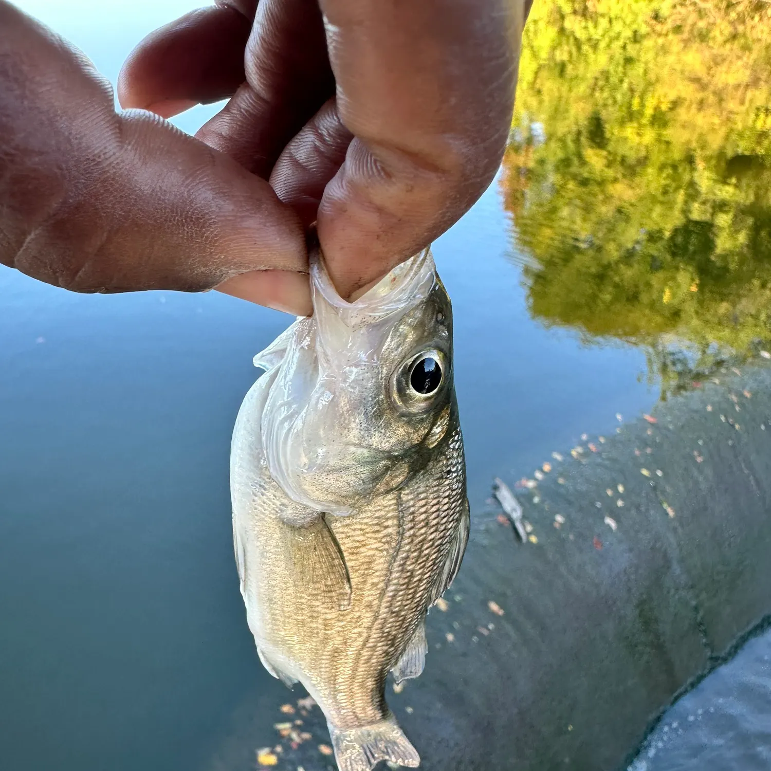 White perch caught on Fishbrain