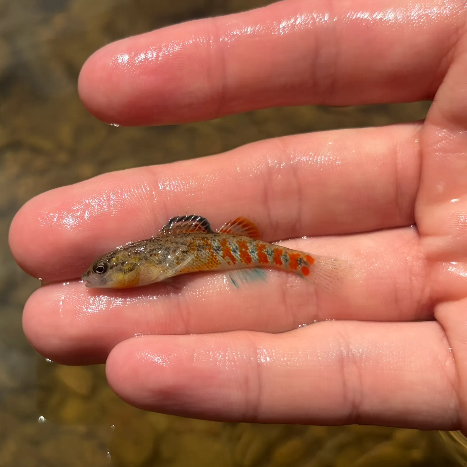 Headwater darter caught on Fishbrain