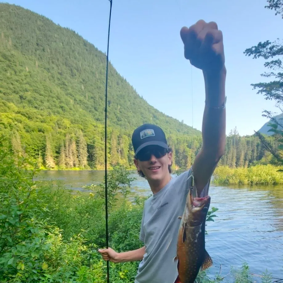 Brook trout caught on Fishbrain