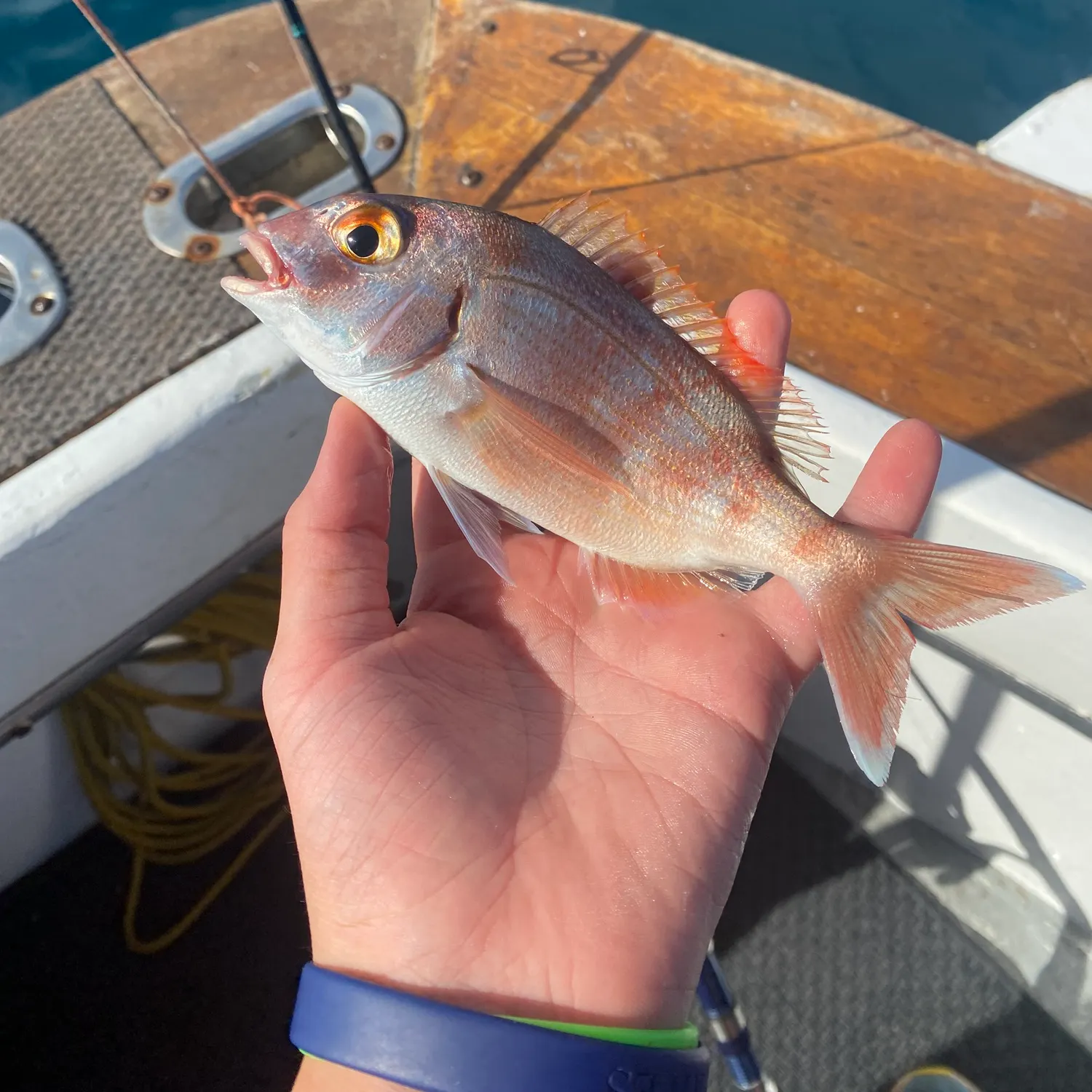 The most recent Axillary seabream catches on Fishbrain