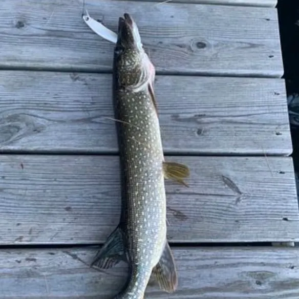 Northern pike caught on Fishbrain