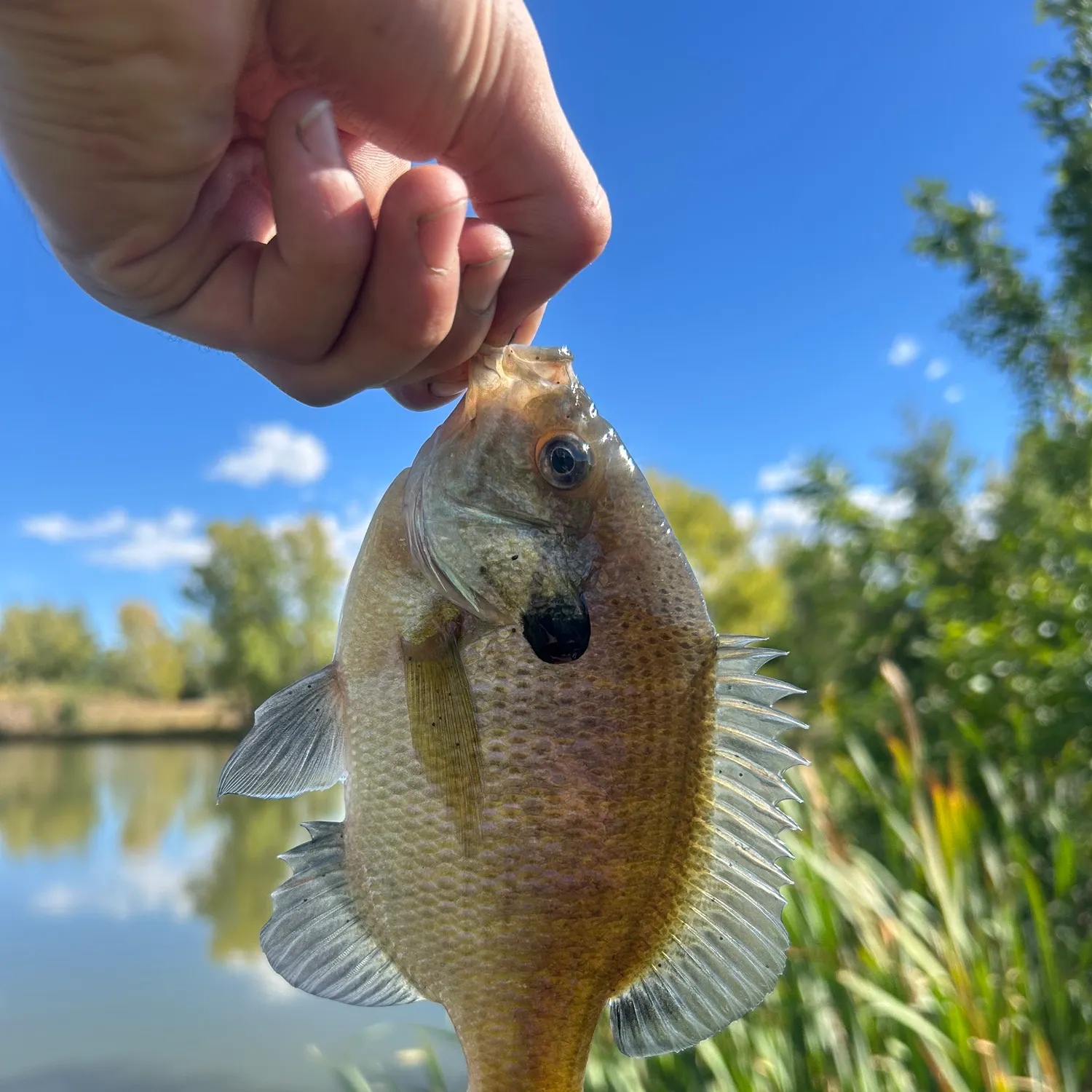 Bluegill caught on Fishbrain