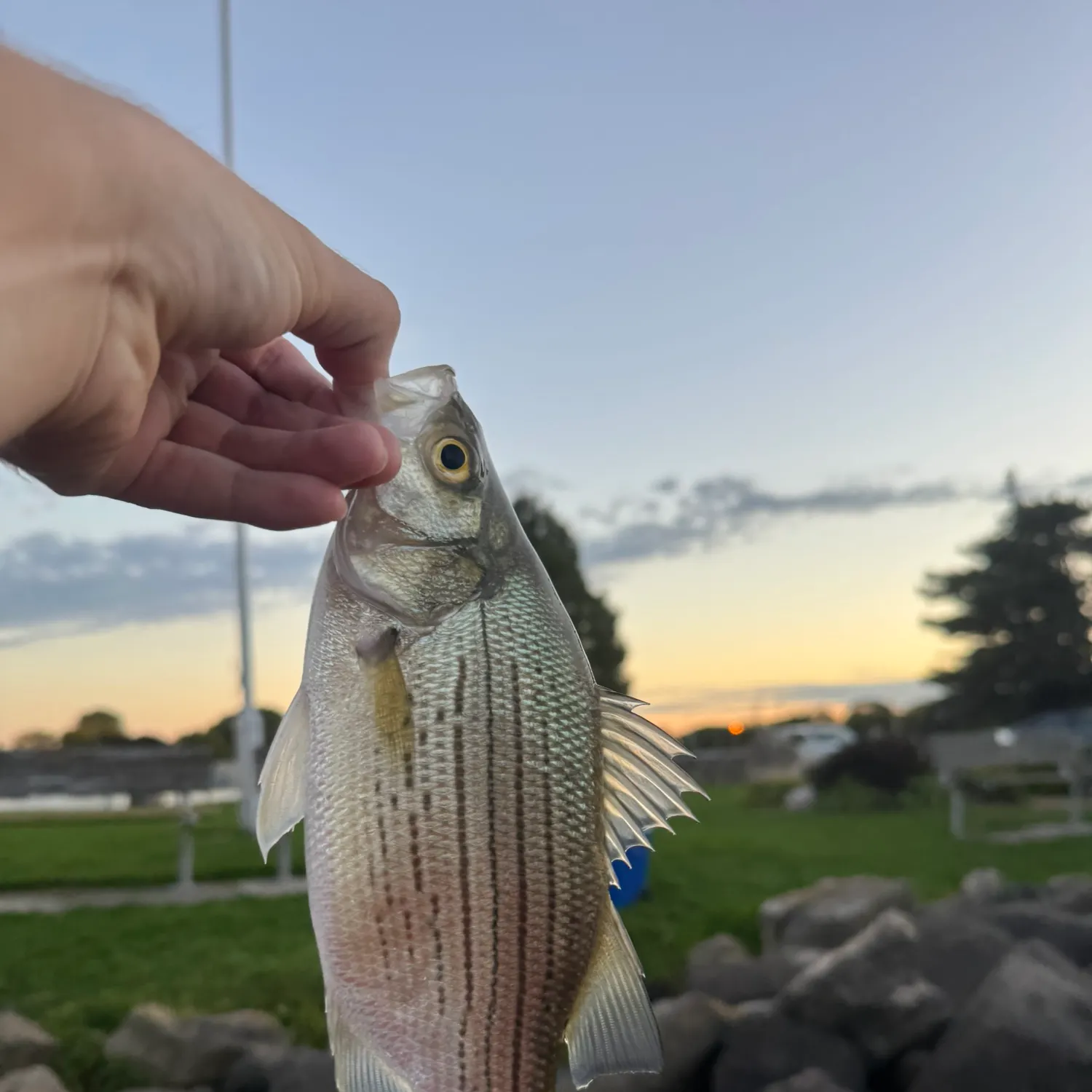 White bass caught on Fishbrain