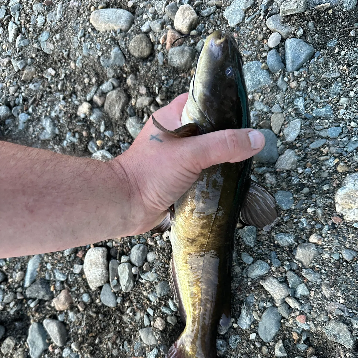 Brown bullhead caught on Fishbrain