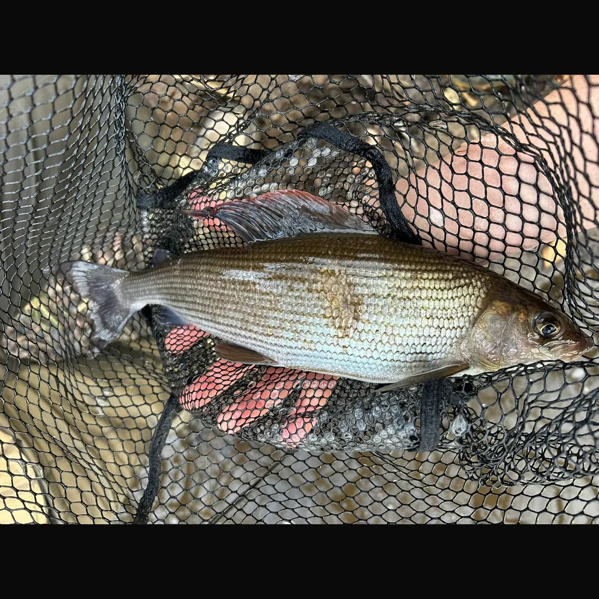 The most recent European grayling catches on Fishbrain