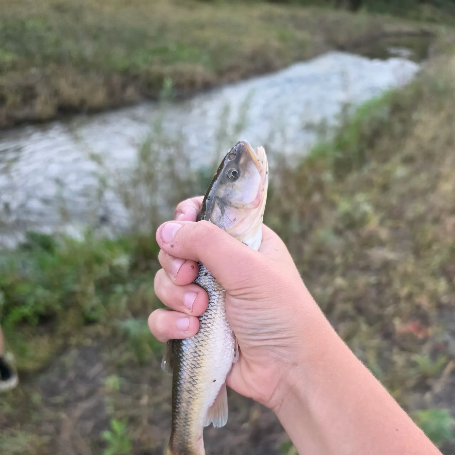 Creek chub caught on Fishbrain