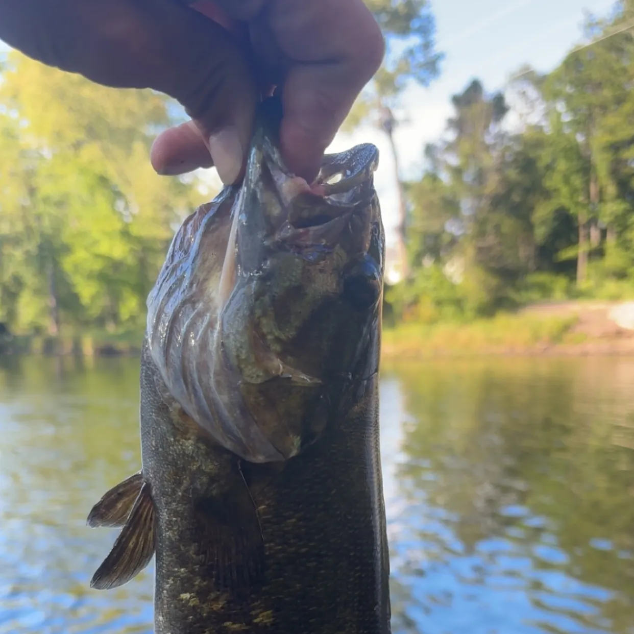 Smallmouth bass caught on Fishbrain