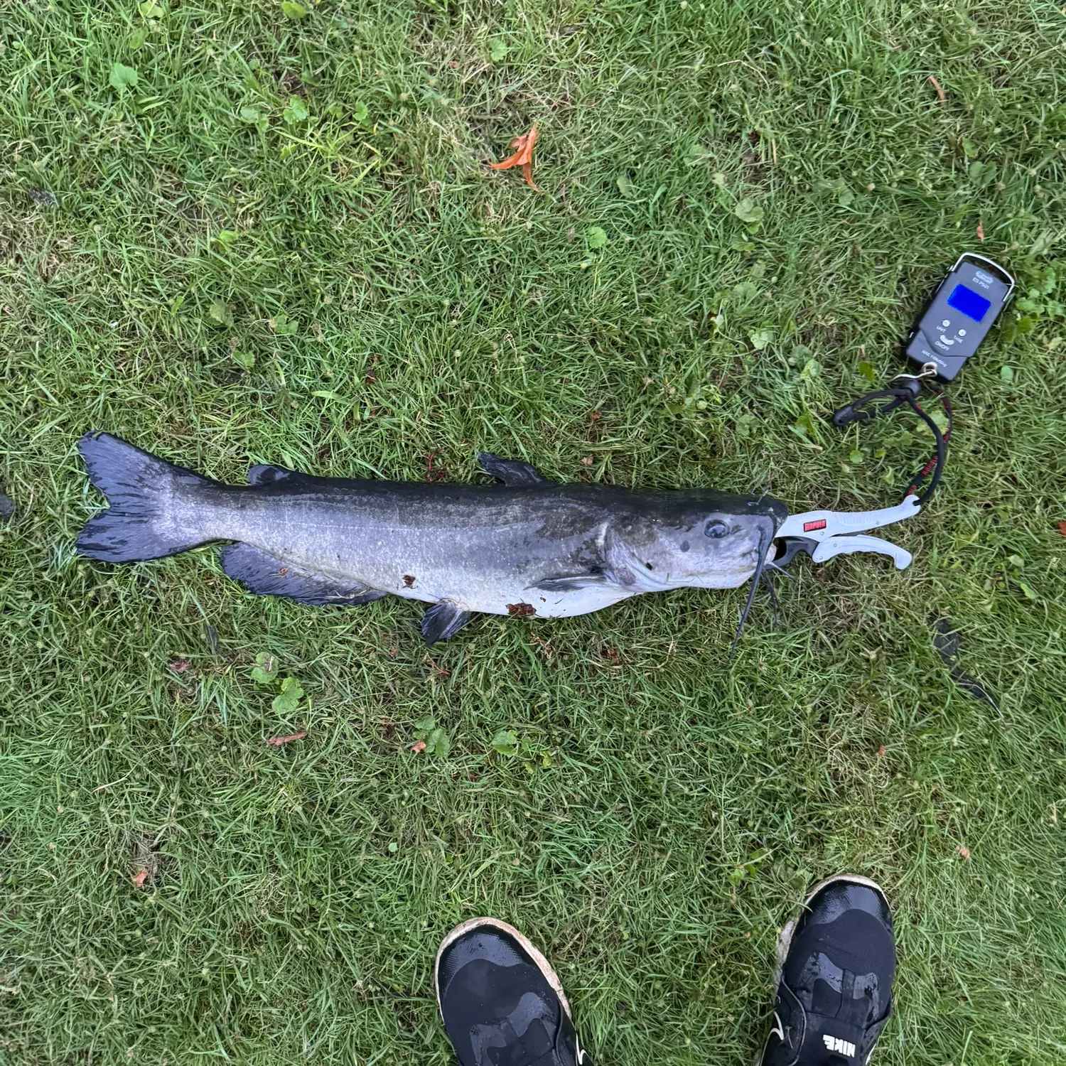 Channel catfish caught on Fishbrain