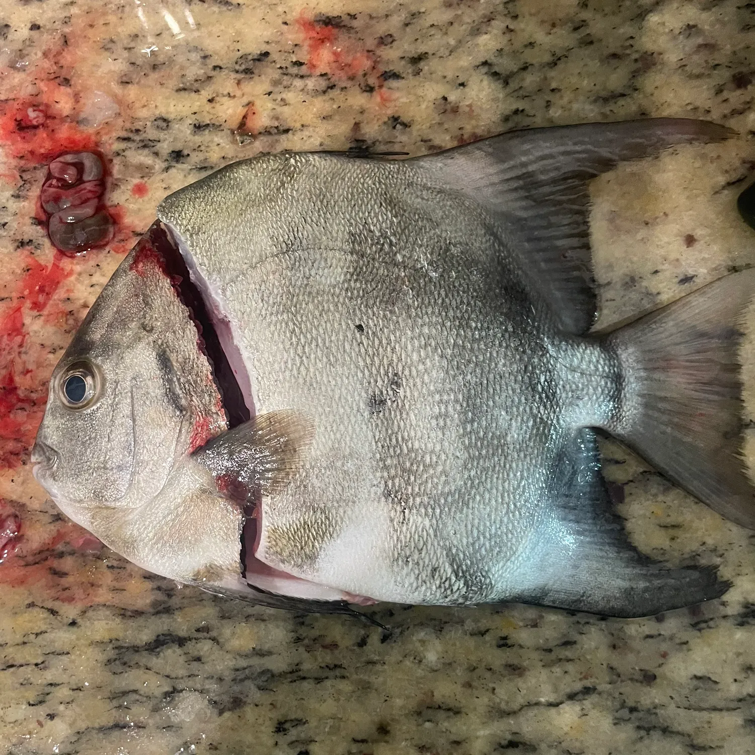 The most recent Atlantic spadefish catches on Fishbrain
