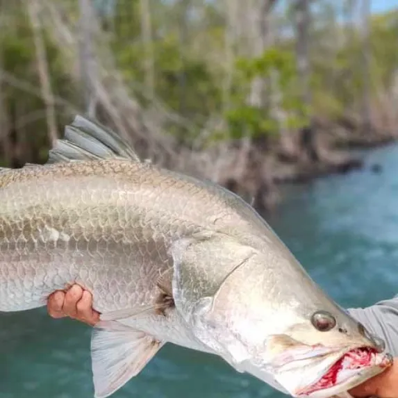 Barramundi caught on Fishbrain