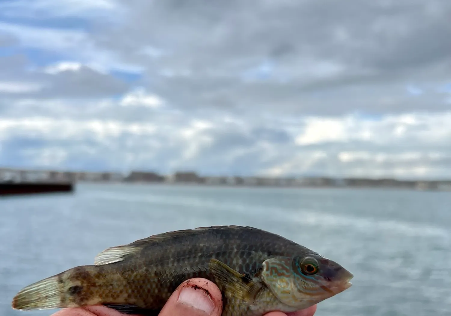 Corkwing wrasse