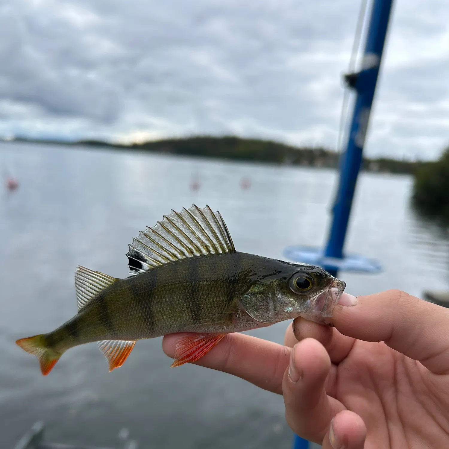 European perch caught on Fishbrain