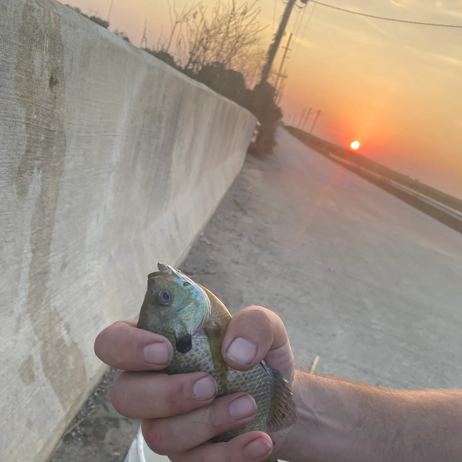 Bluegill caught on Fishbrain