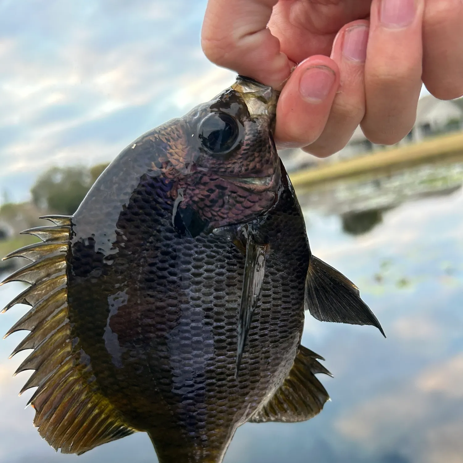 The most popular recent Coppernose bluegill catch on Fishbrain