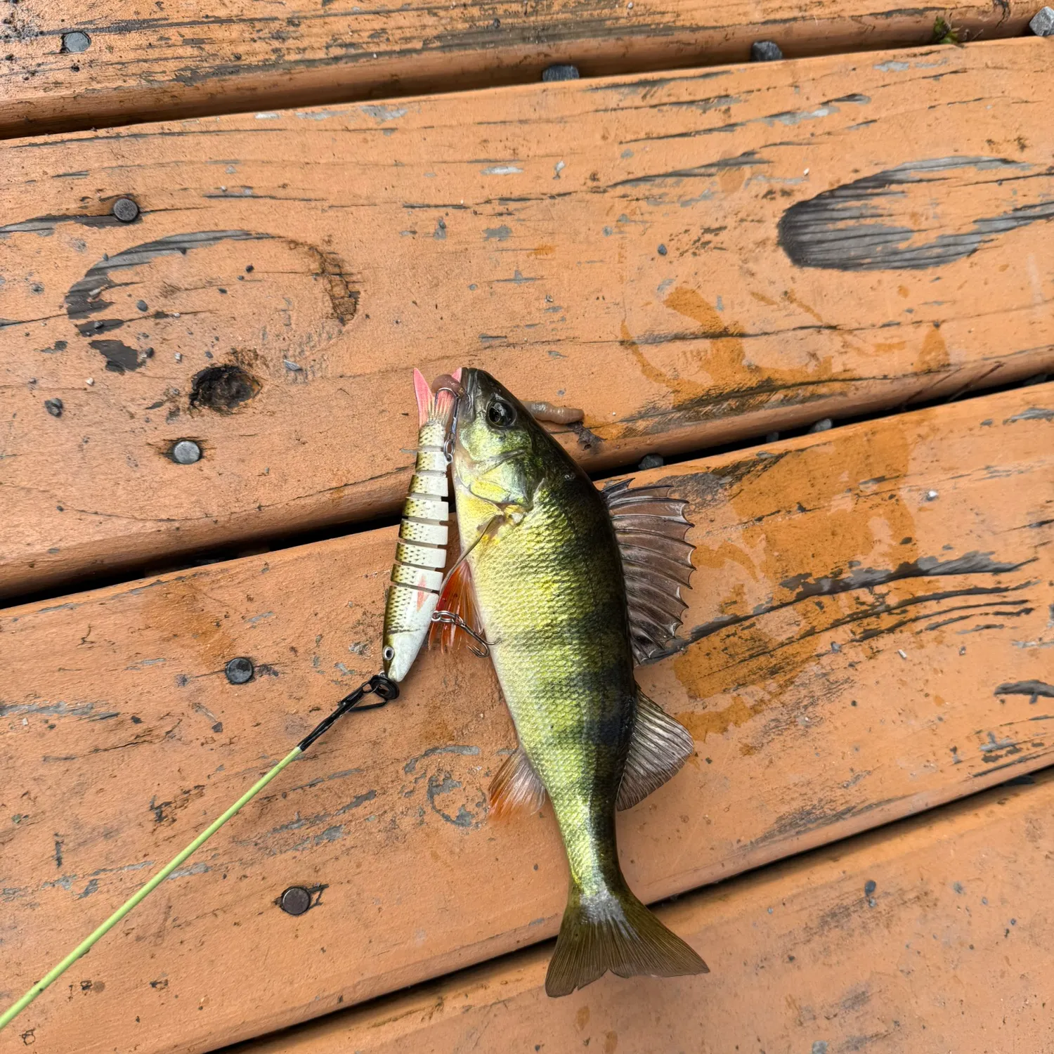 Yellow perch caught on Fishbrain