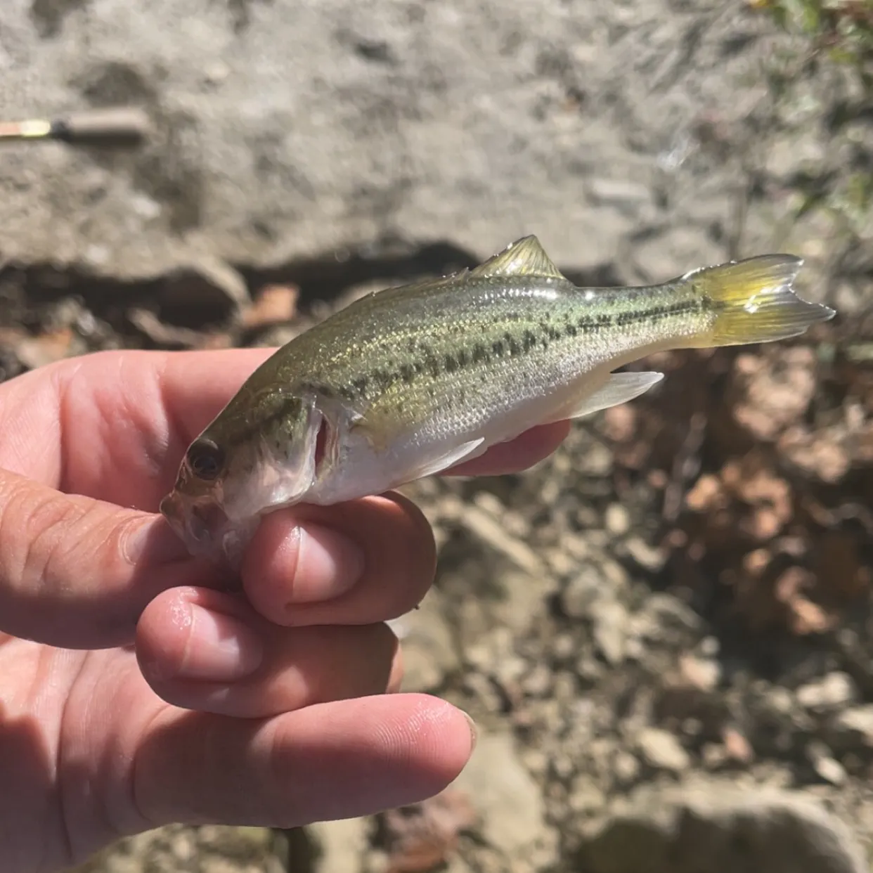 Spotted bass caught on Fishbrain