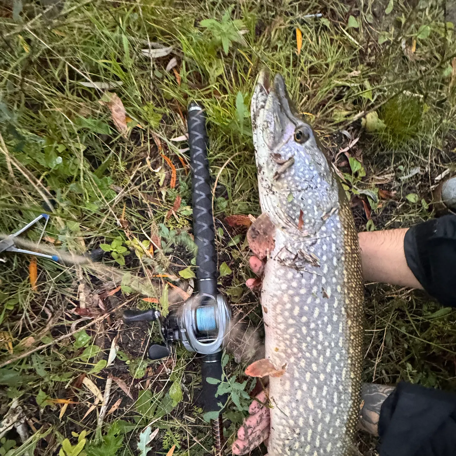 Northern pike caught on Fishbrain