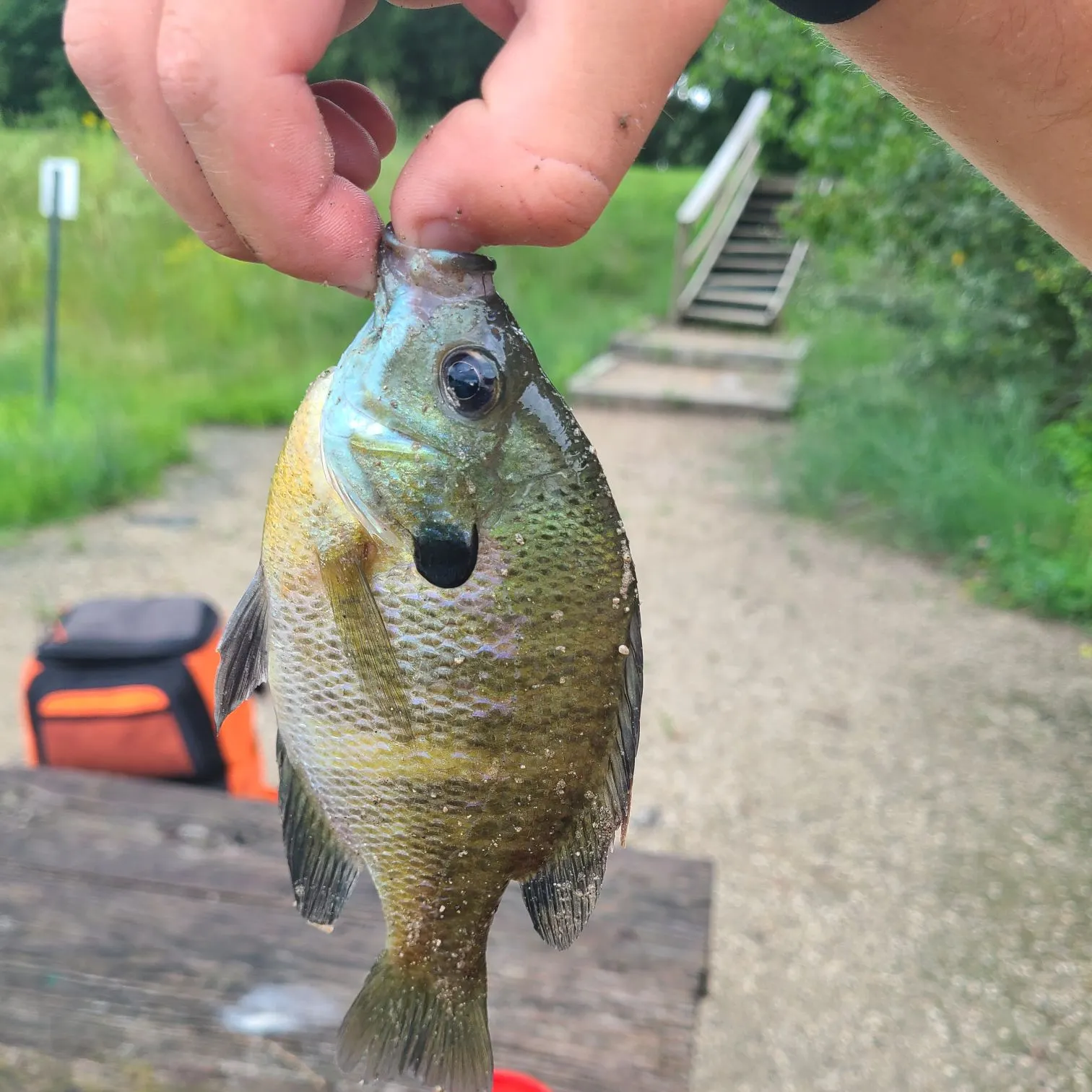 catch