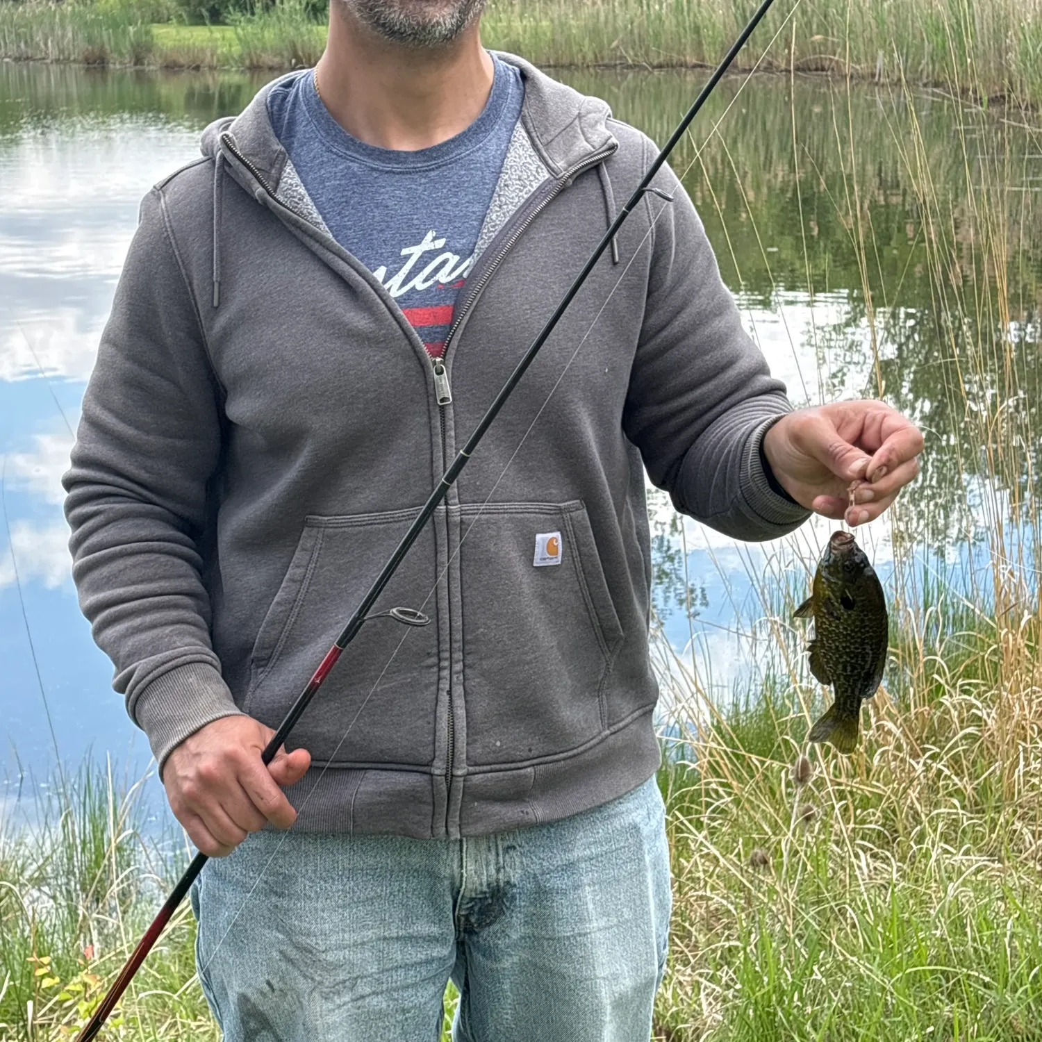Green sunfish caught on Fishbrain
