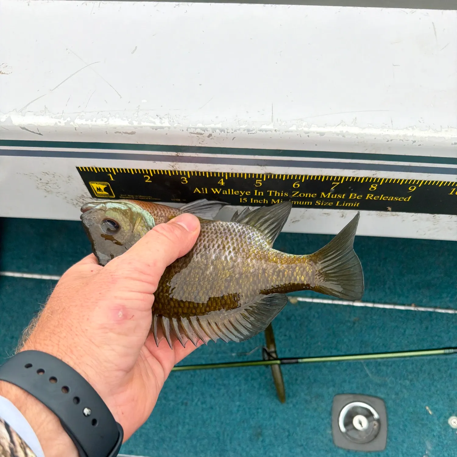 Bluegill caught on Fishbrain