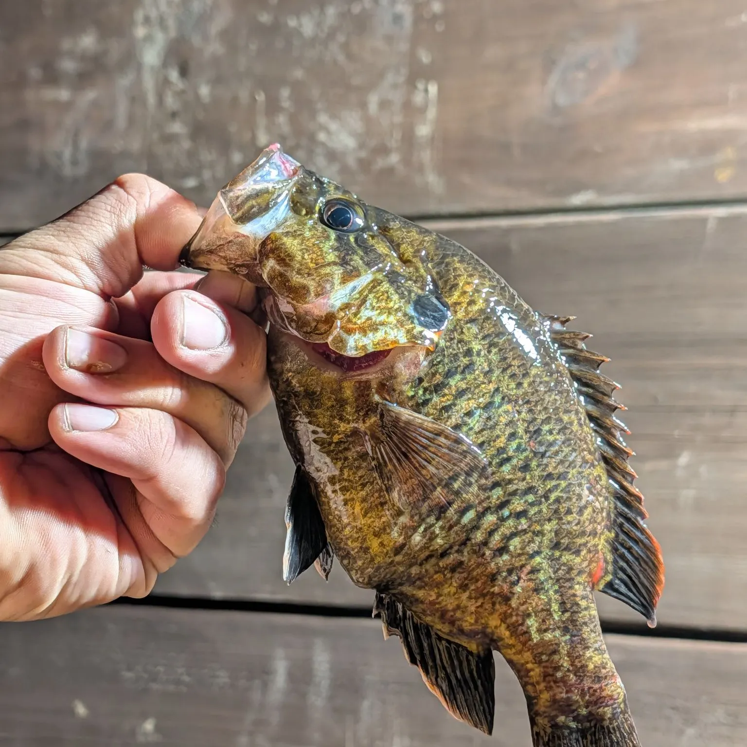 recently logged catches