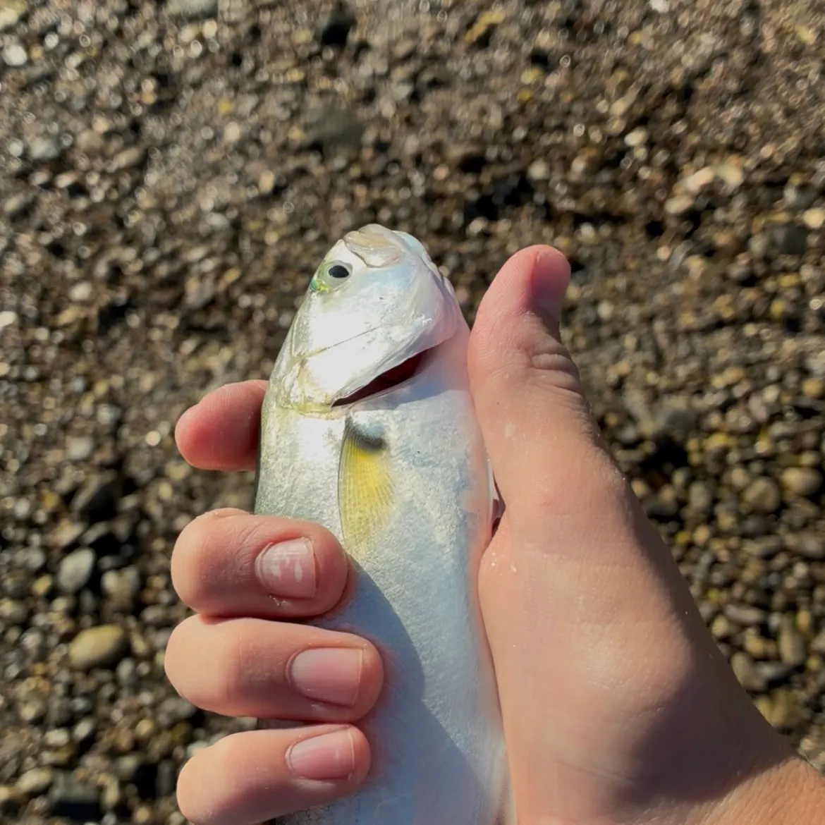 Bluefish caught on Fishbrain