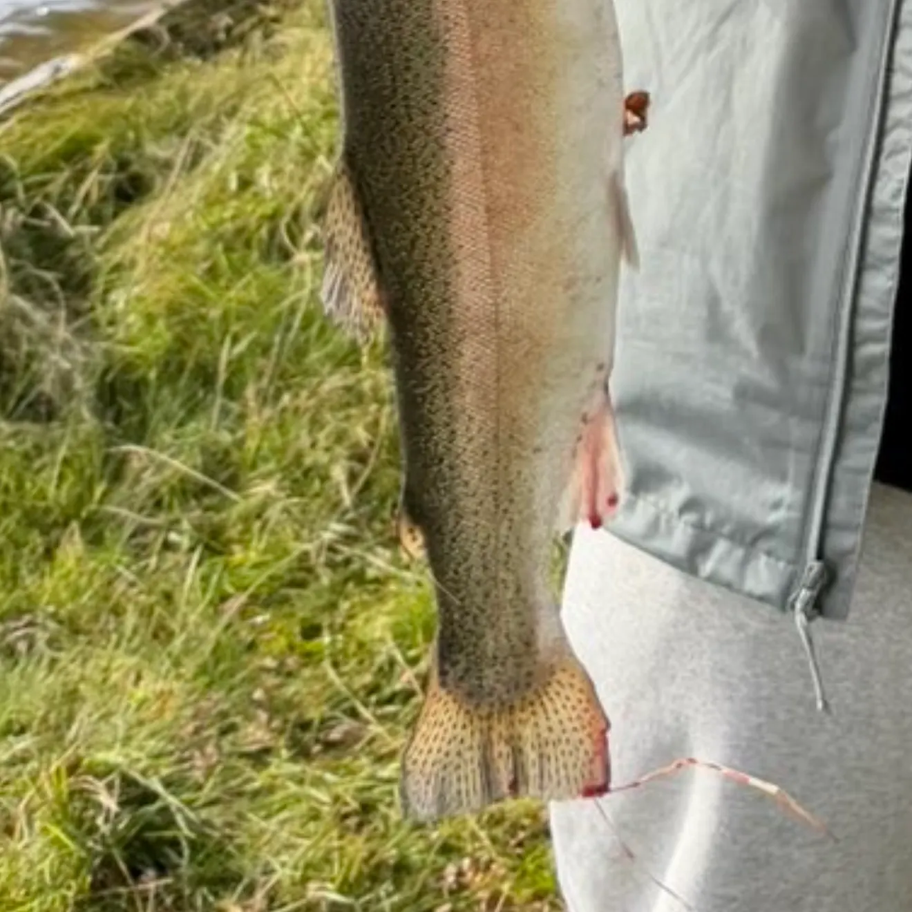 Rainbow trout caught on Fishbrain