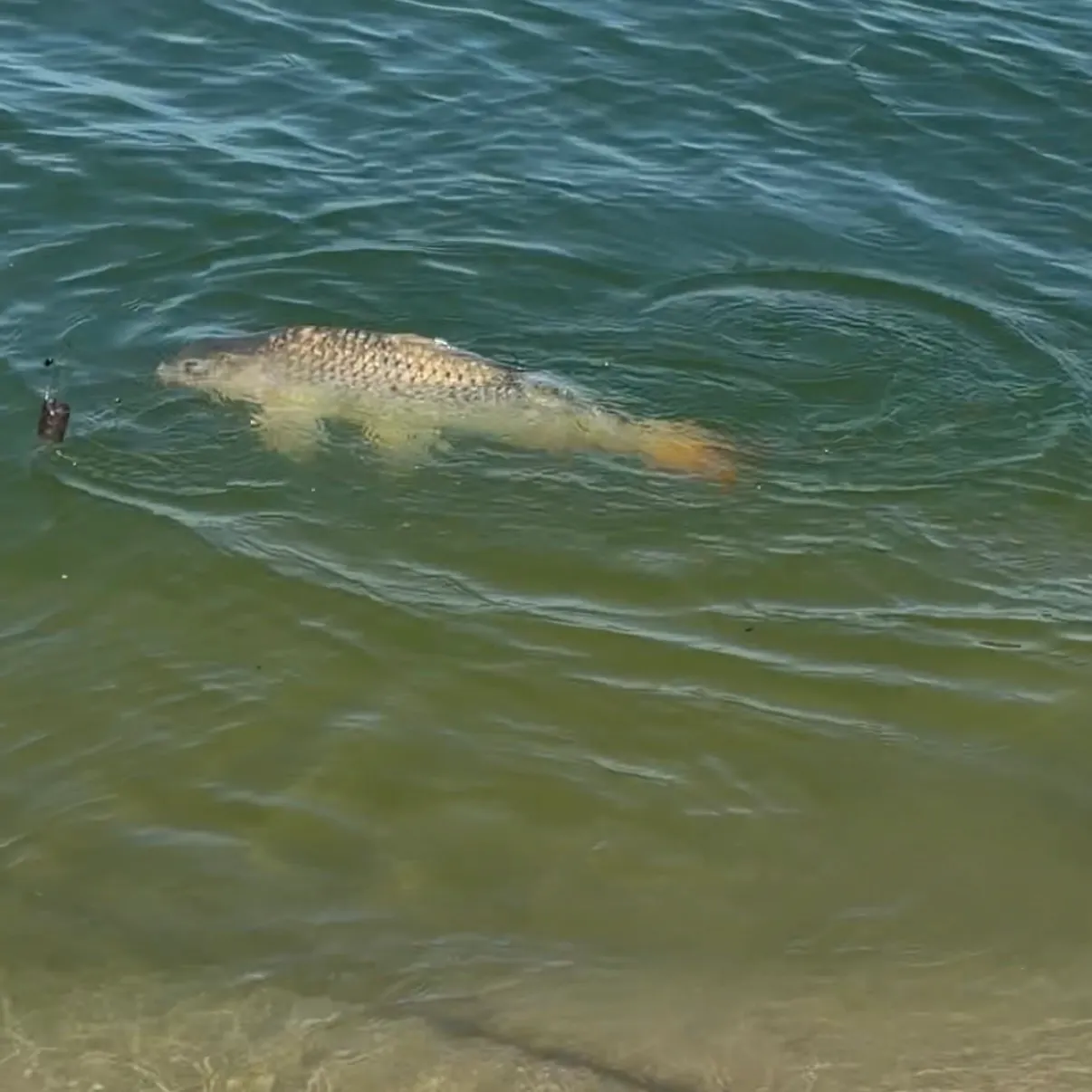 Common carp caught on Fishbrain