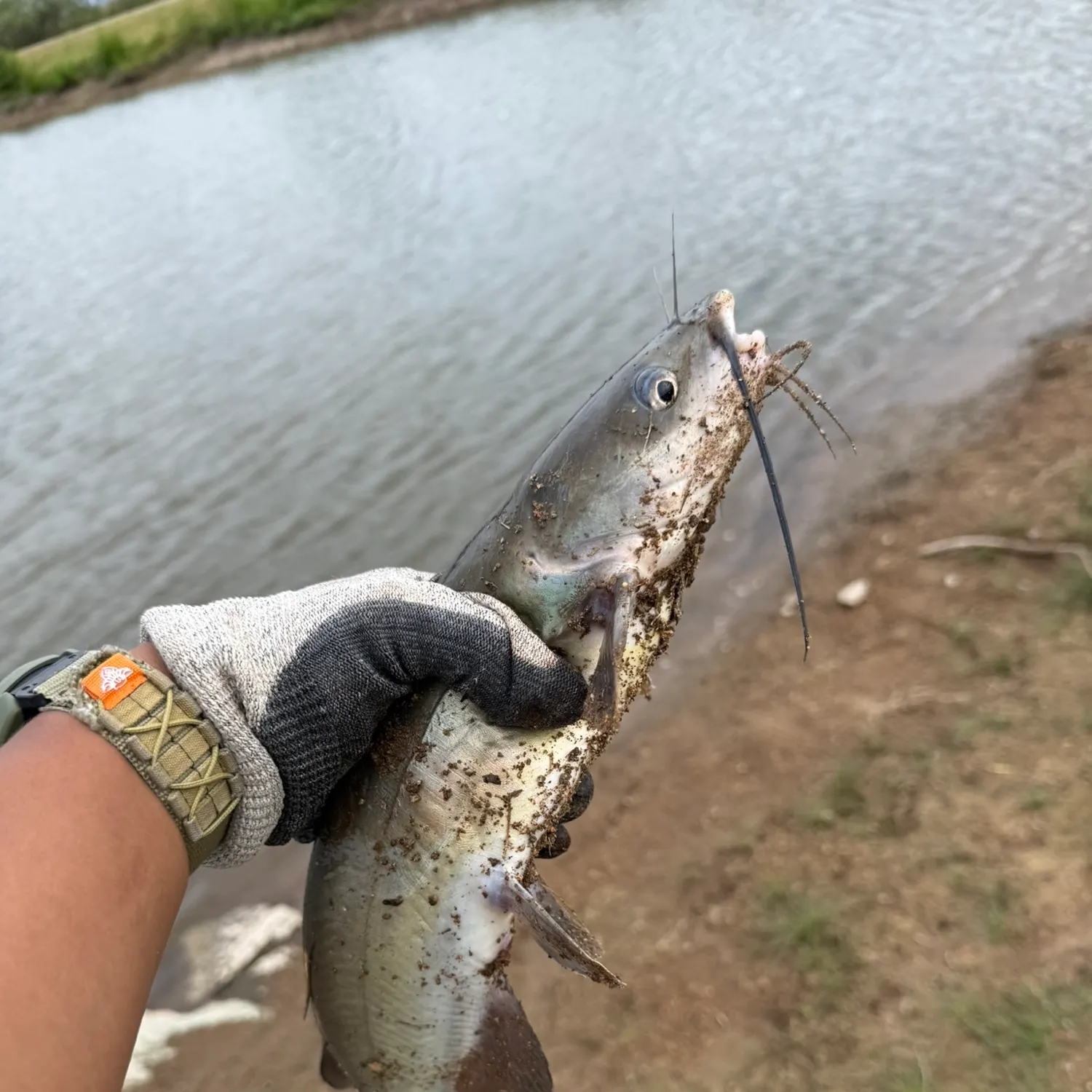 Channel catfish caught on Fishbrain