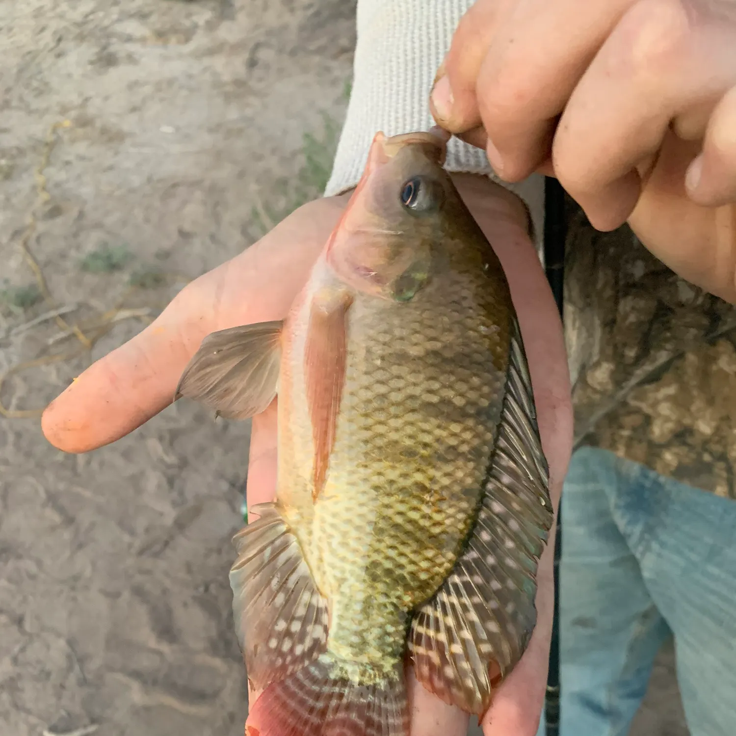 The most recent Redbelly tilapia catches on Fishbrain