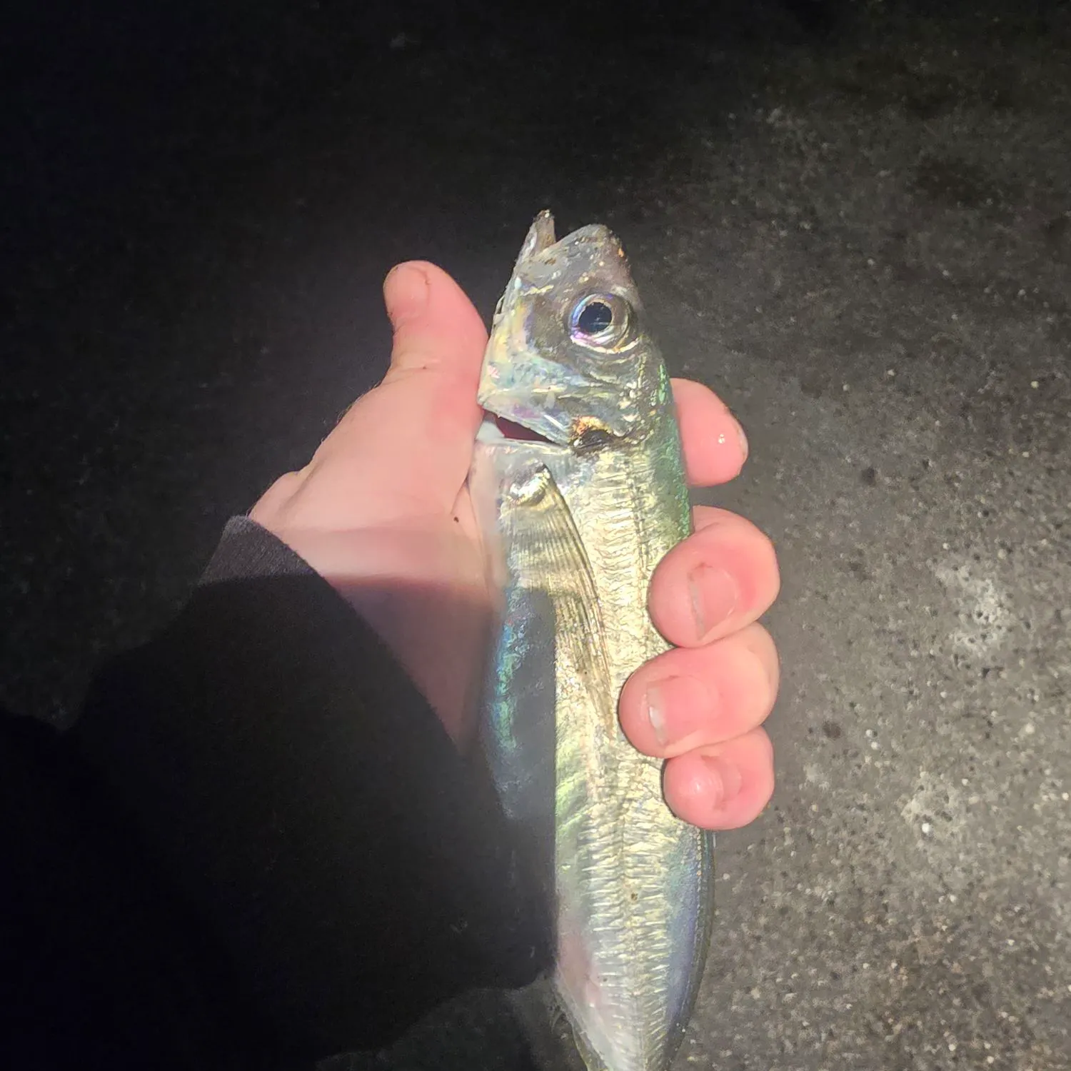 The most recent Atlantic horse mackerel catches on Fishbrain