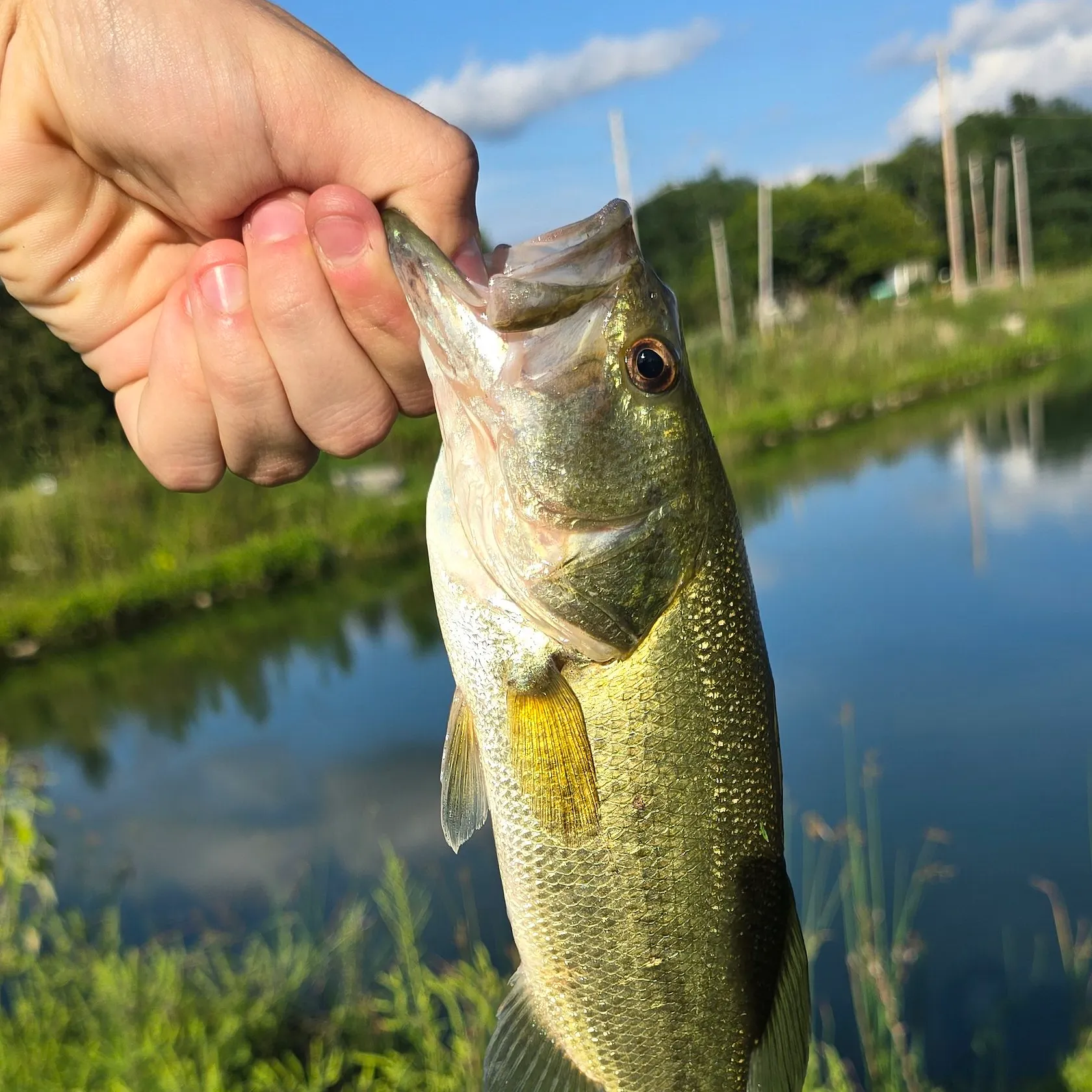 Largemouth bass caught on Fishbrain