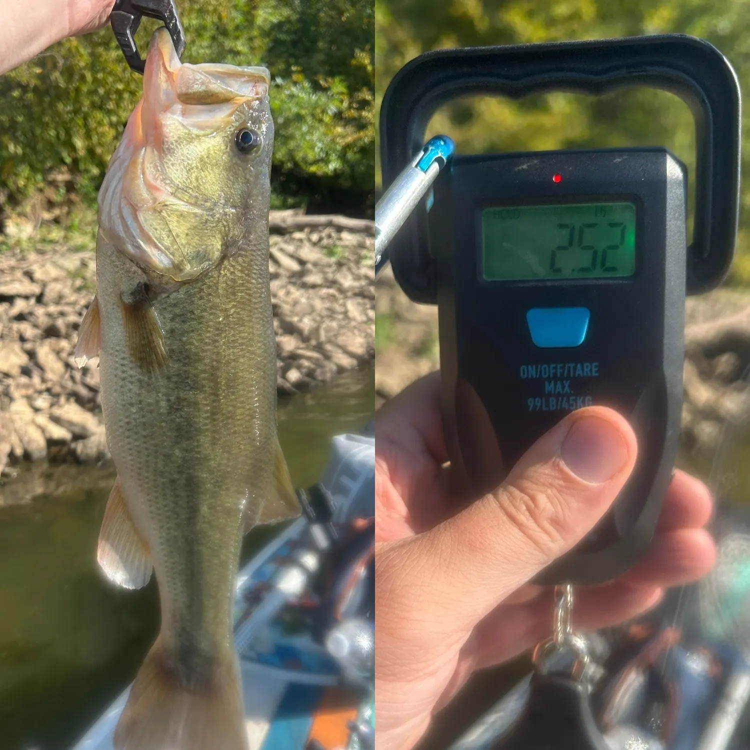 Largemouth bass caught on Fishbrain