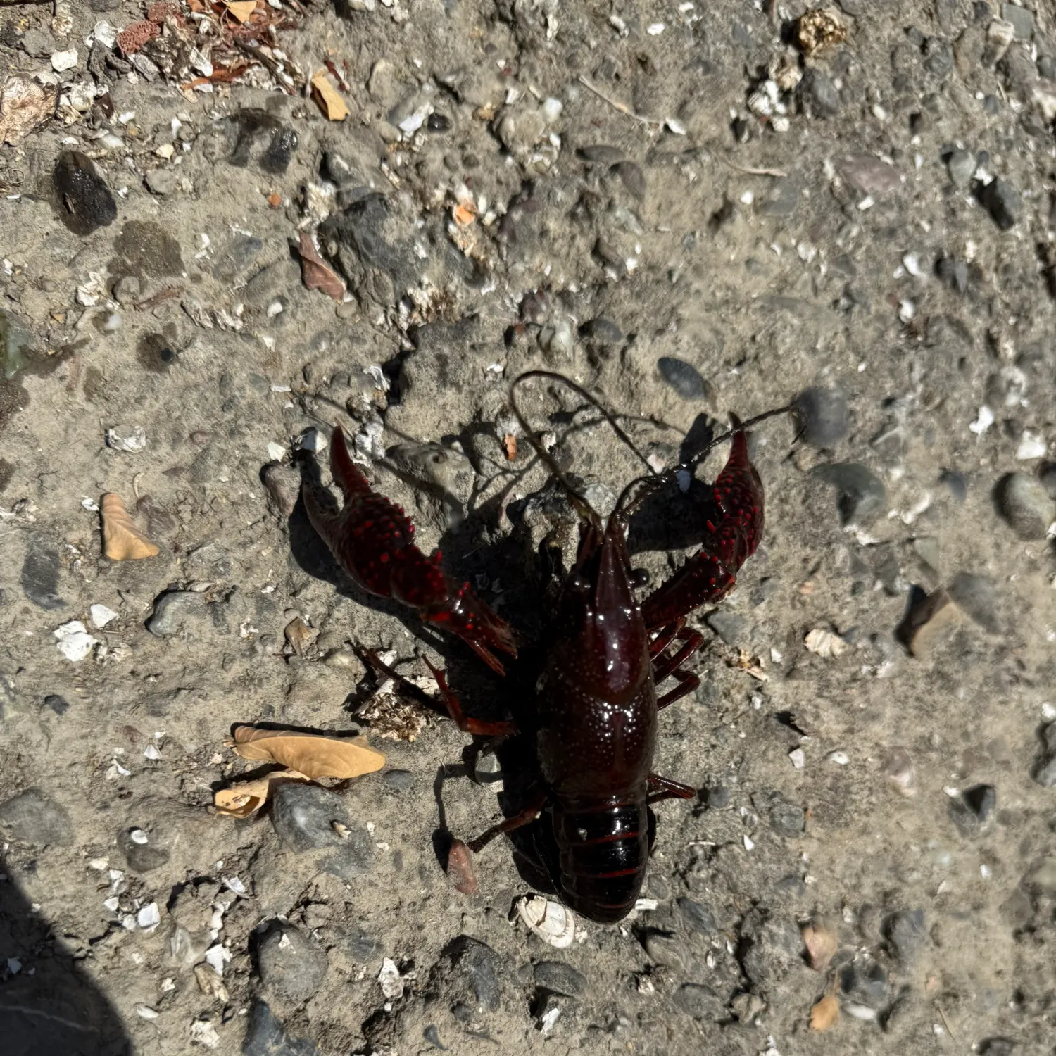 The most recent Red swamp crayfish catches on Fishbrain