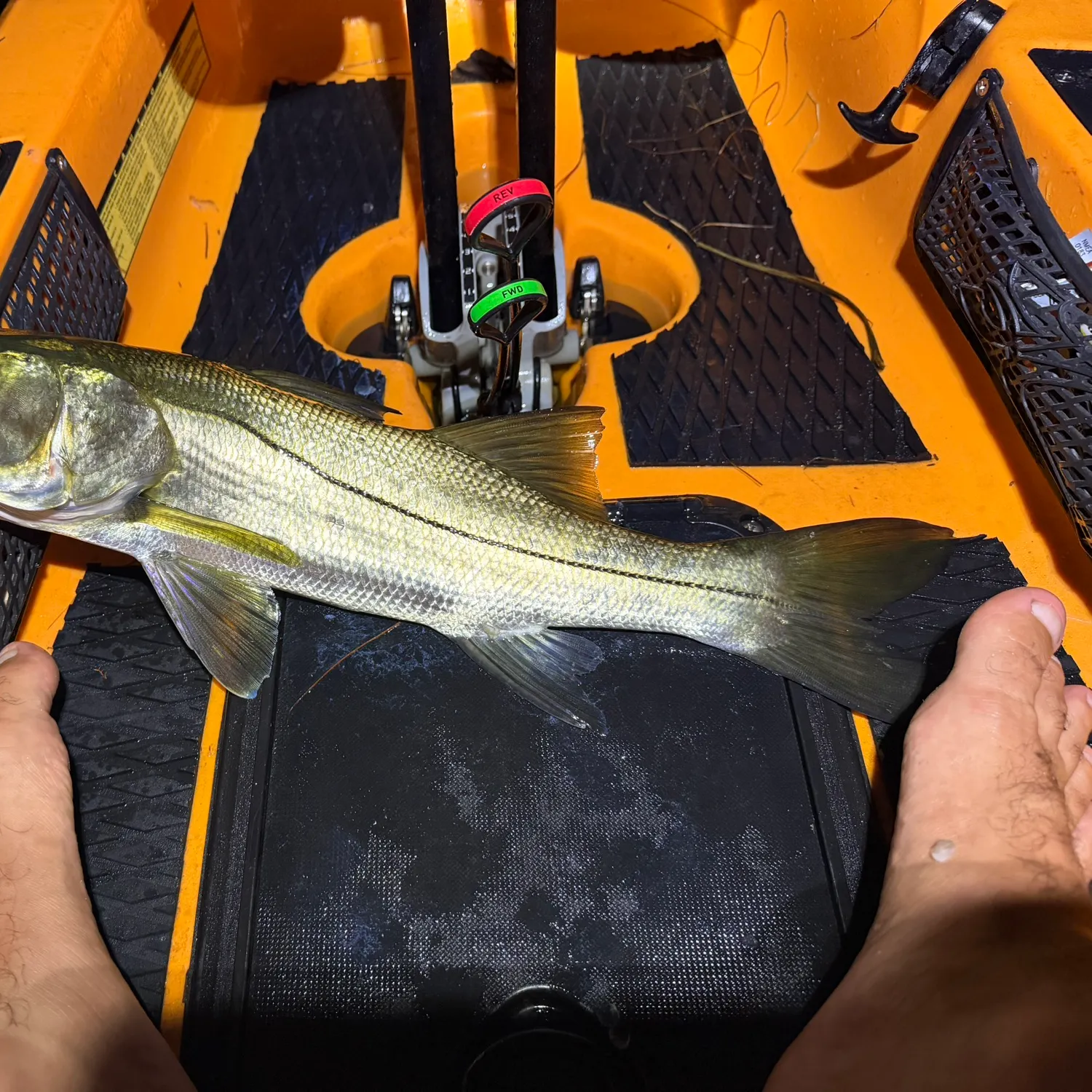 Common snook caught on Fishbrain