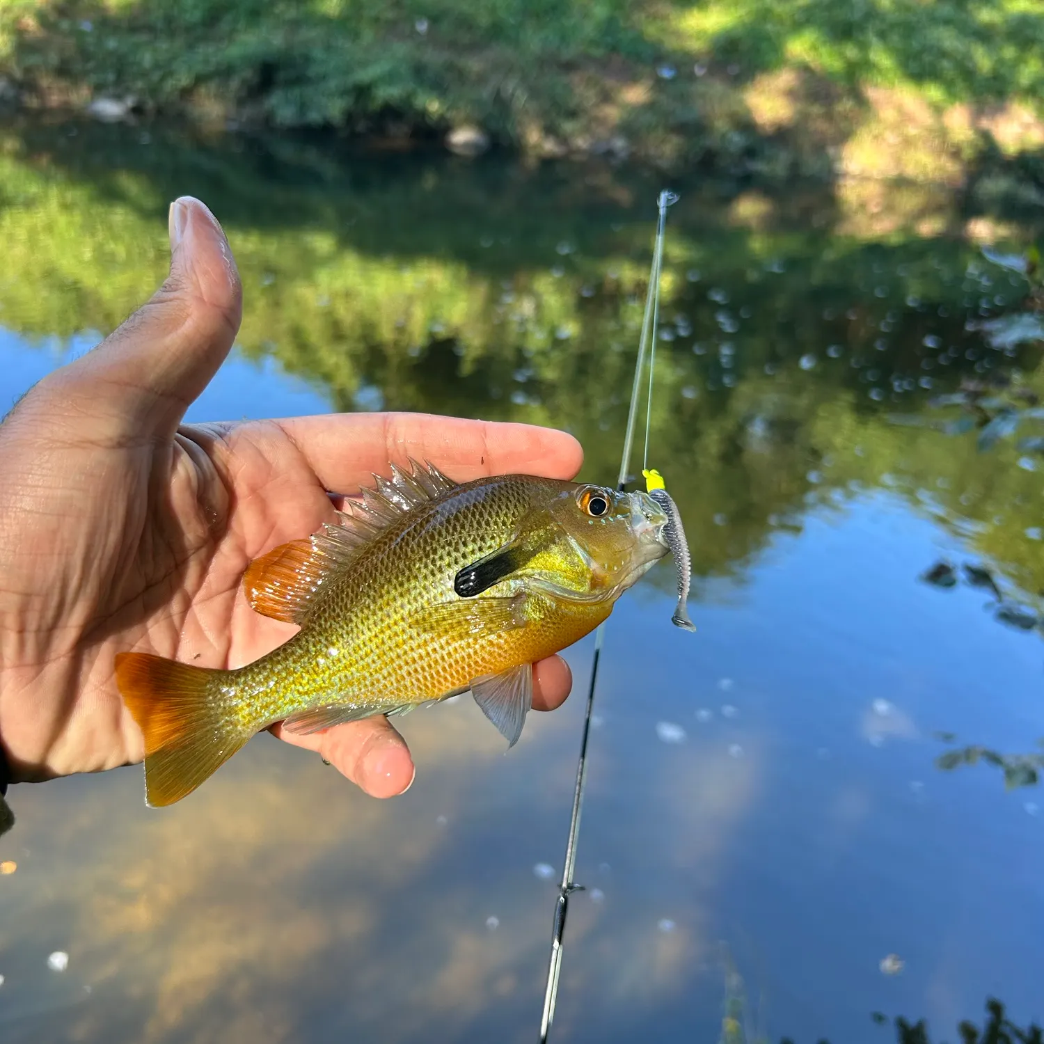 Redbreast sunfish caught on Fishbrain