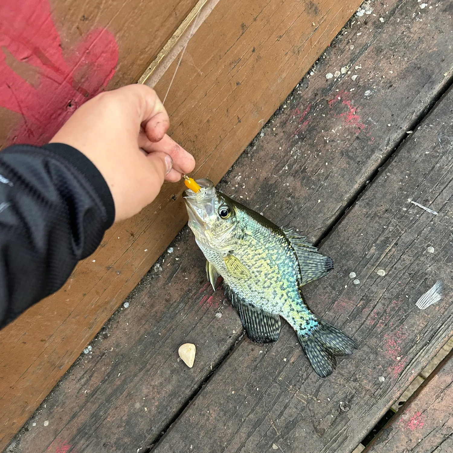 Black crappie caught on Fishbrain