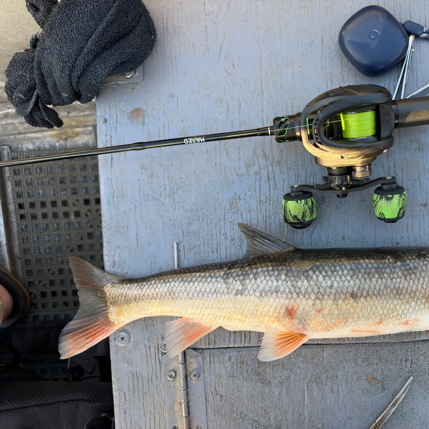 The most recent Sacramento pikeminnow catches on Fishbrain