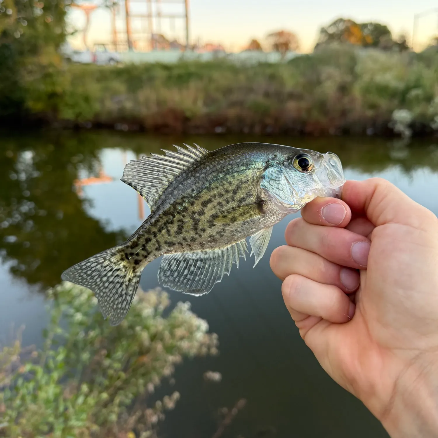 Black crappie caught on Fishbrain