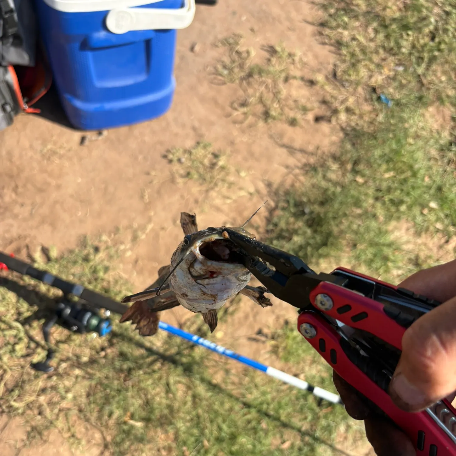catch