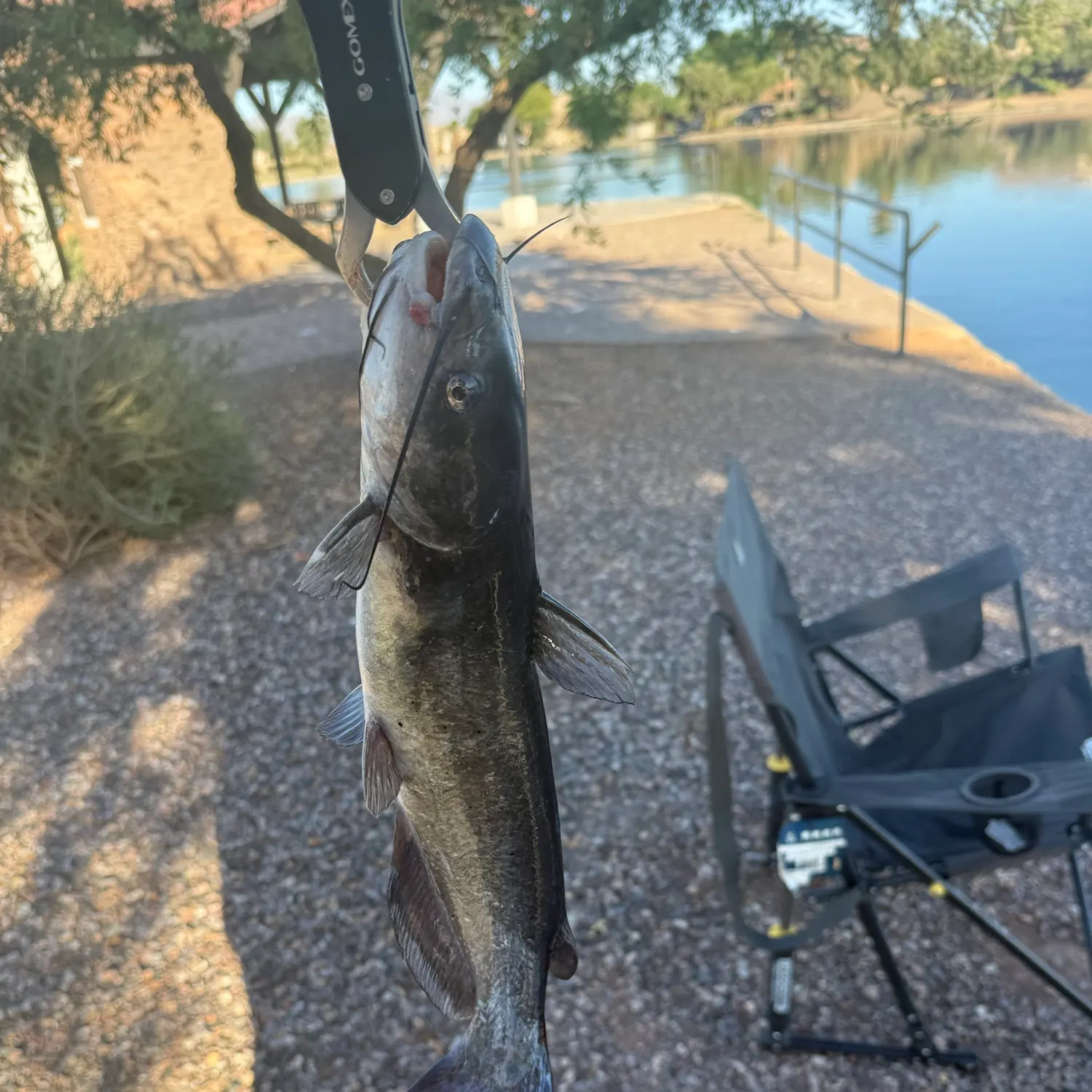 Channel catfish caught on Fishbrain