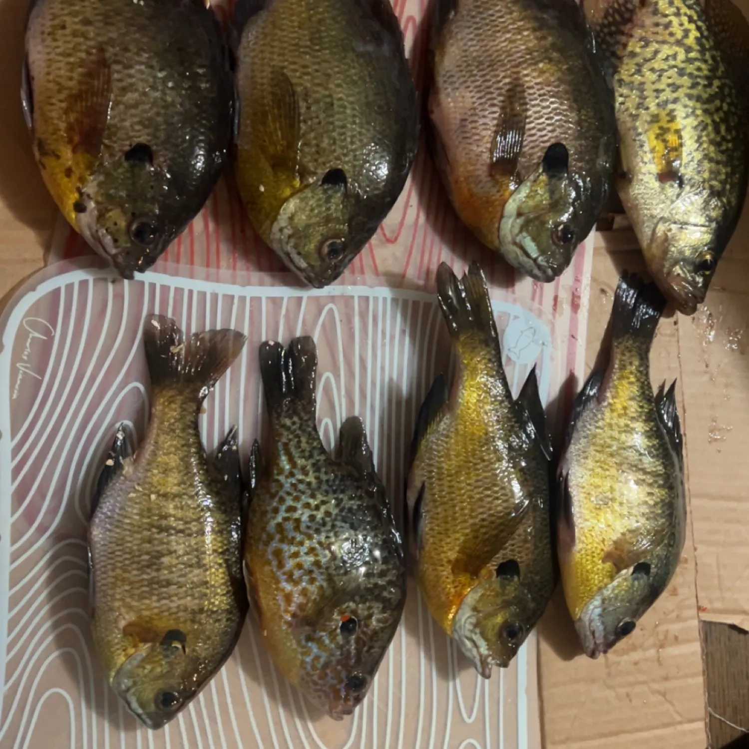 recently logged catches