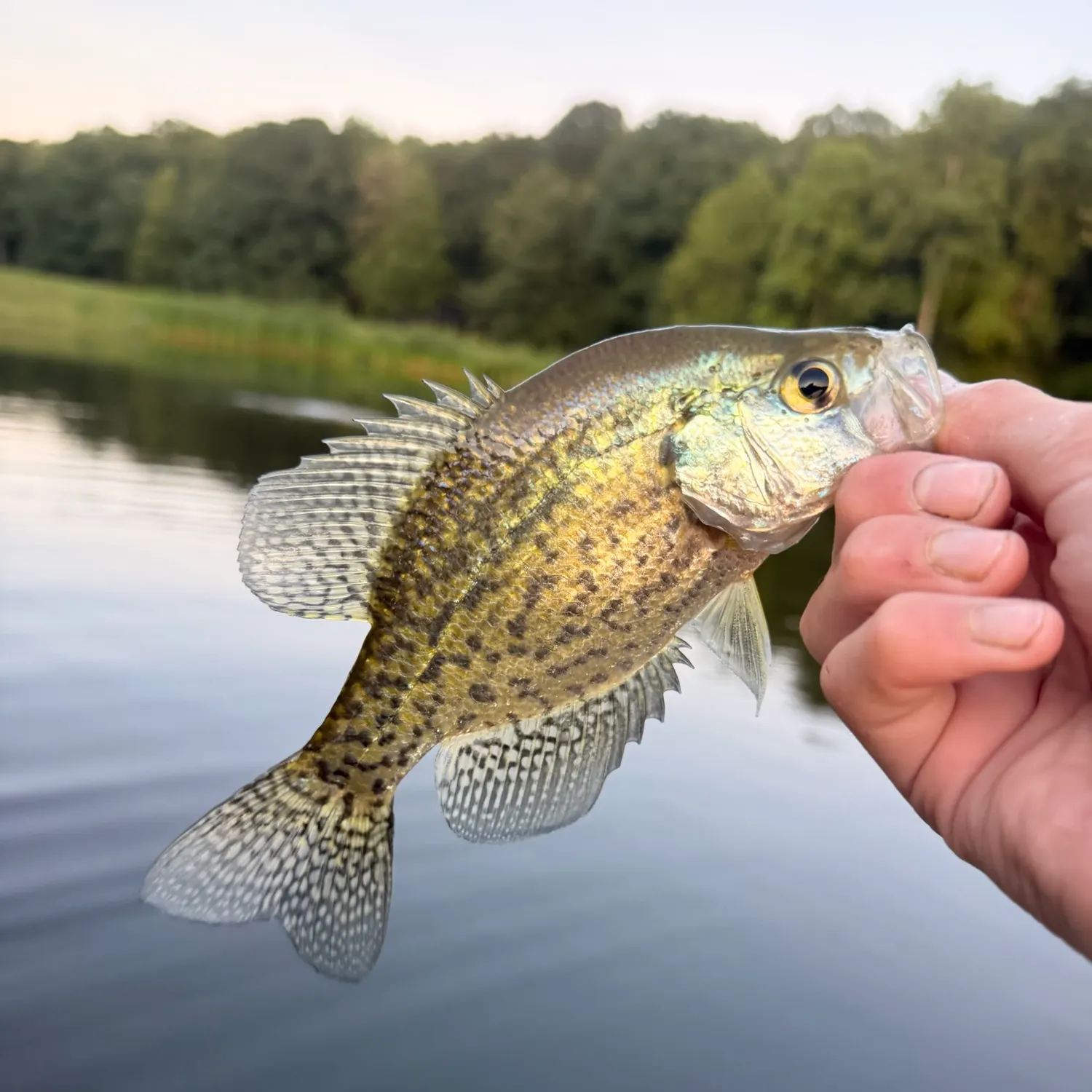 Black crappie caught on Fishbrain