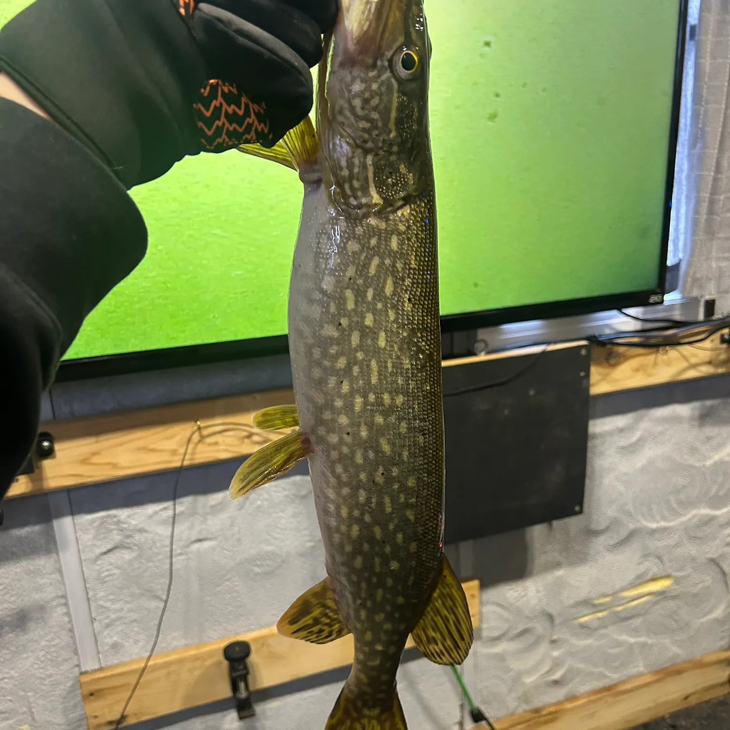The most recent Northern pike catches on Fishbrain