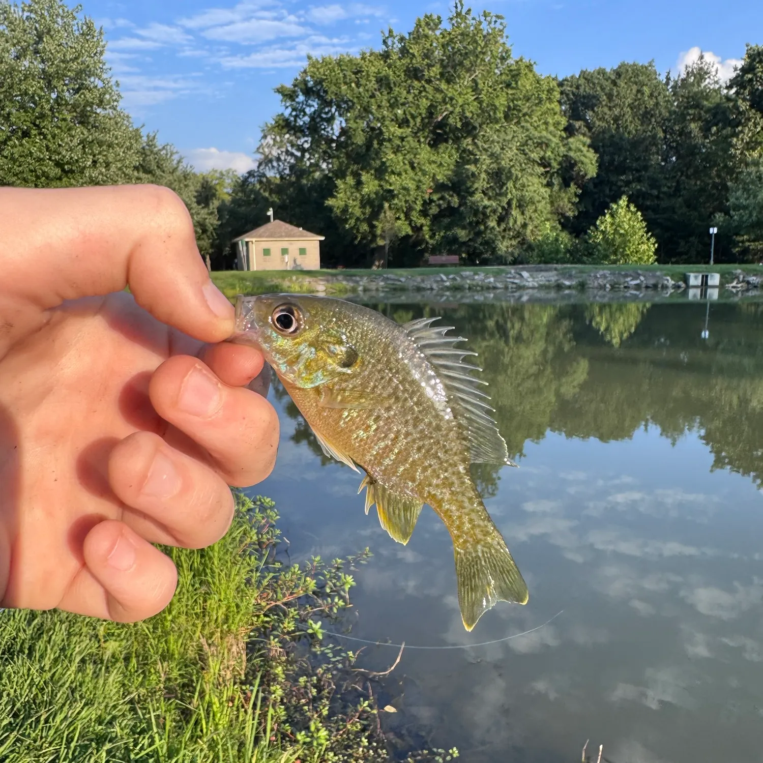 Green sunfish caught on Fishbrain