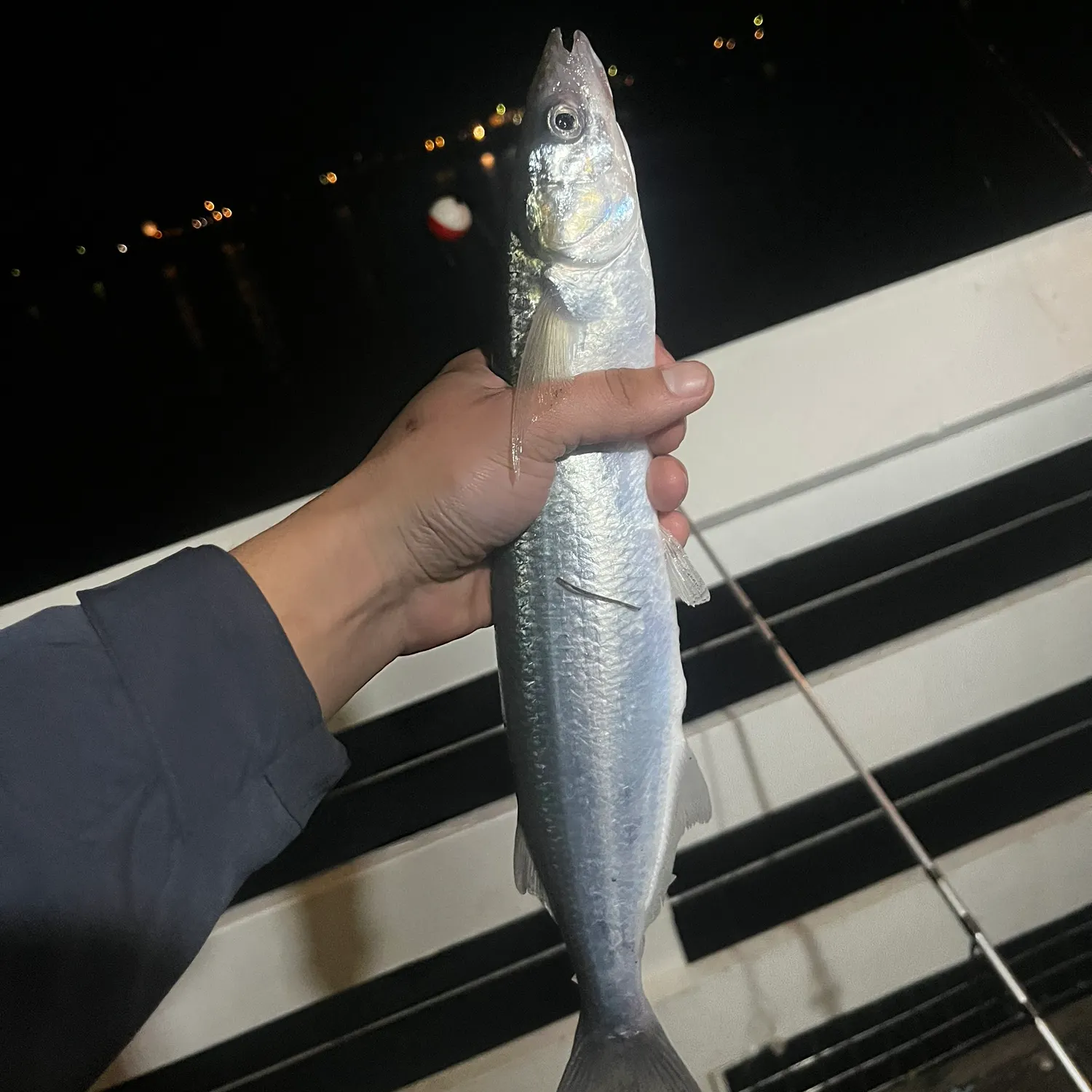 The most recent Jack silverside catches on Fishbrain