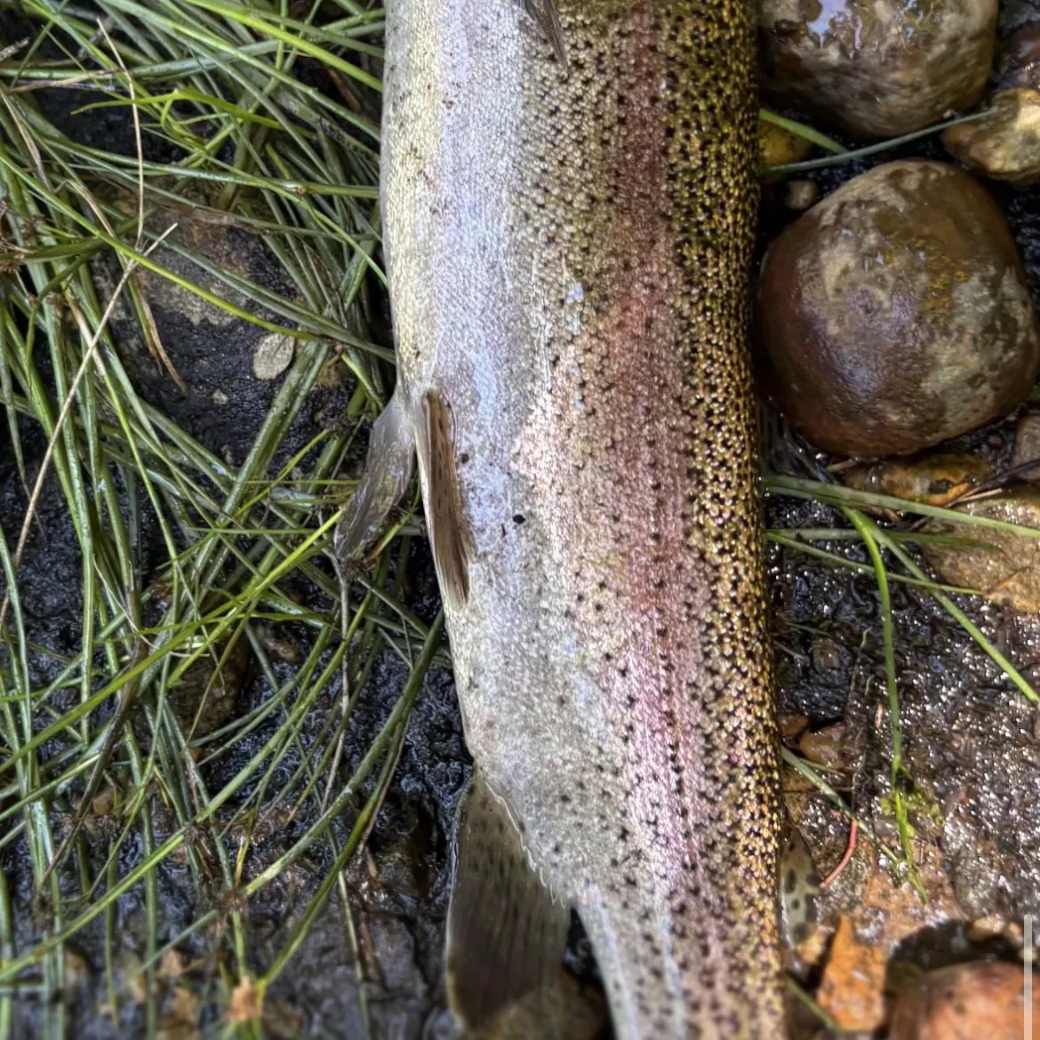 Rainbow trout caught on Fishbrain