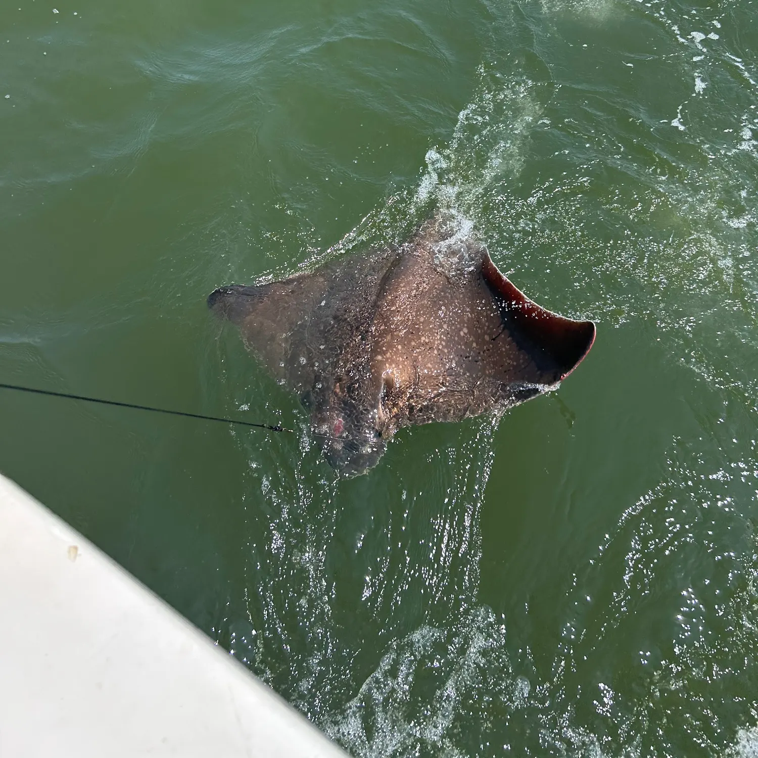 The most recent Sharpnose stingray catches on Fishbrain