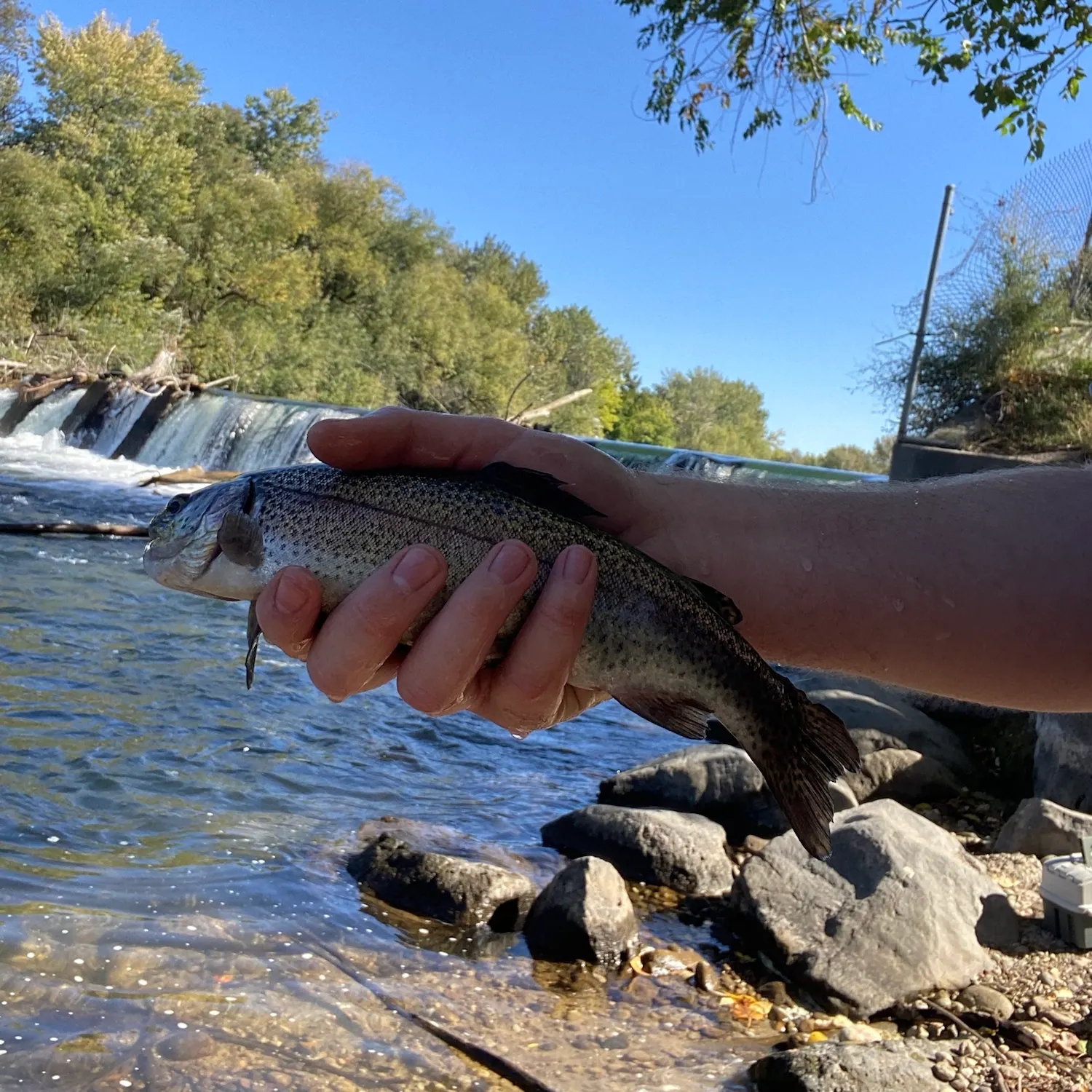 Rainbow trout caught on Fishbrain