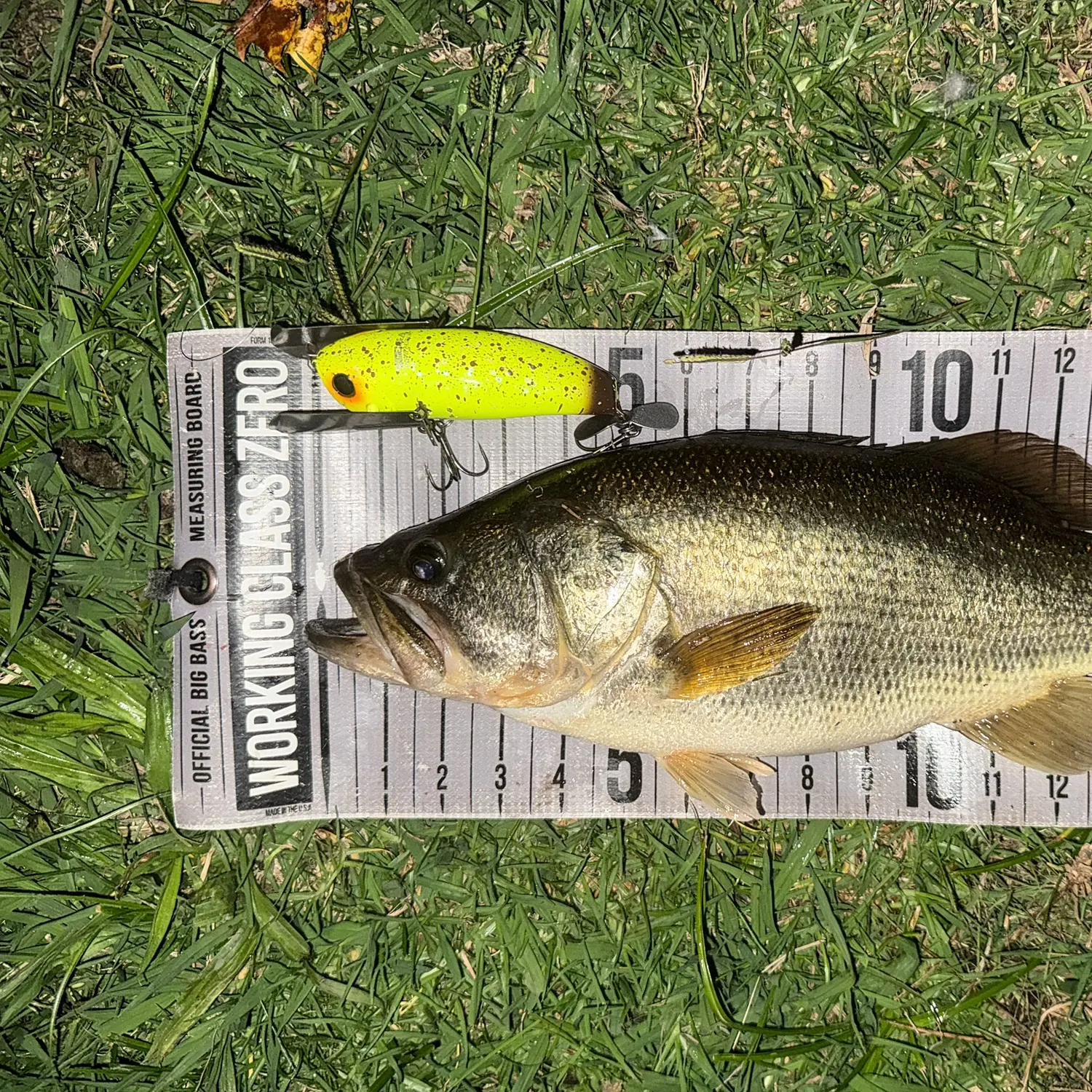Largemouth bass caught on Fishbrain